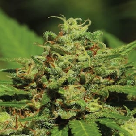 Emerald Fire OG Auto > Humboldt Seed Company